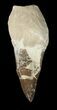Sharp, Mosasaur (Platecarpus) Tooth - Kansas #42957-1